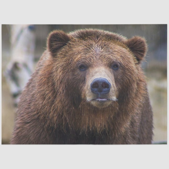 Braunbär Seidenpapier (Vorderseite)