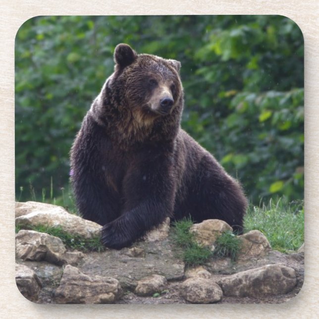Braunbär Untersetzer (Vorderseite)