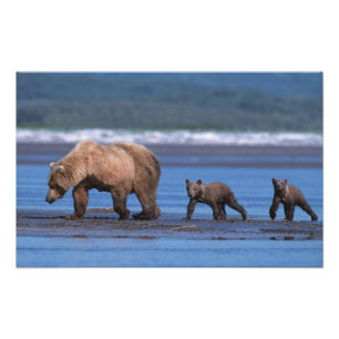 Braunbär, Ursus arctos, Alaska-Halbinsel, 2 Fotodruck