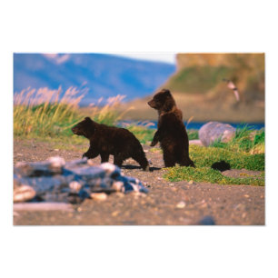 Braunbär, Ursus arctos, Alaska-Halbinsel, Fotodruck