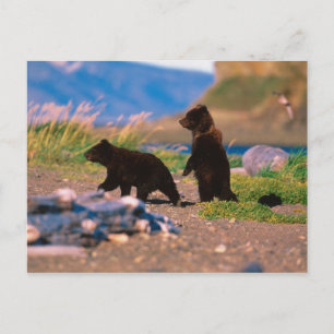 Braunbär, Ursus arctos, Alaska-Halbinsel, Postkarte