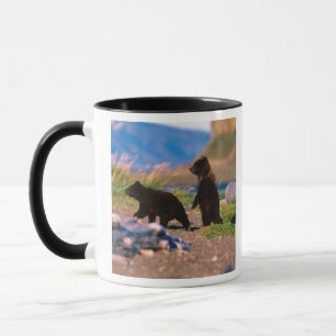 Braunbär, Ursus arctos, Alaska-Halbinsel, Tasse