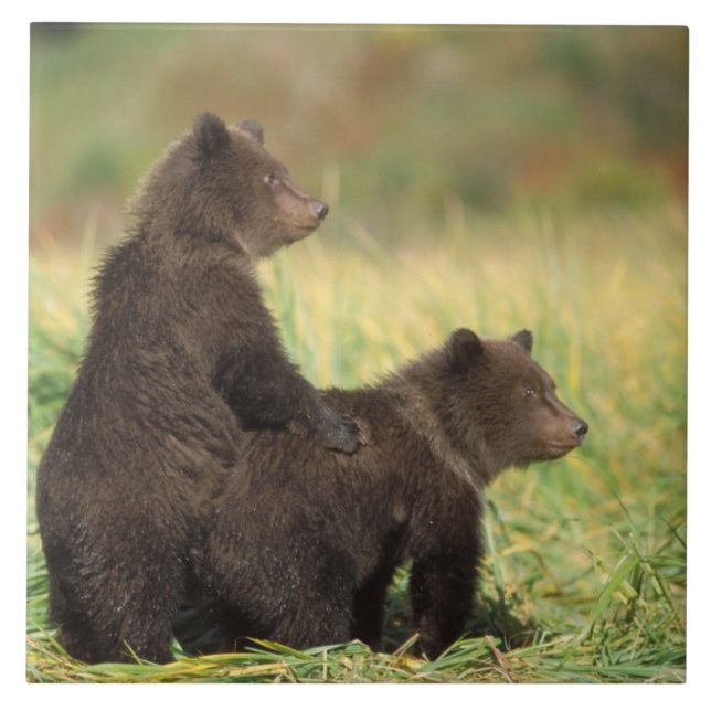 Braunbär, Ursus arctos, Grizzlybär, Ursus 2 Fliese (Vorderseite)