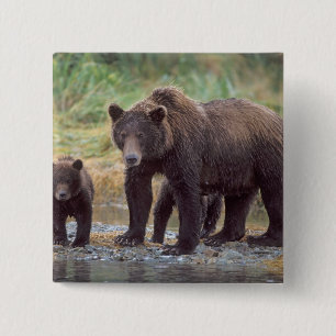 Braunbär, Ursus arctos, Grizzlybär, Ursus 3 Button