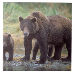 Braunbär, Ursus arctos, Grizzlybär, Ursus 3 Fliese