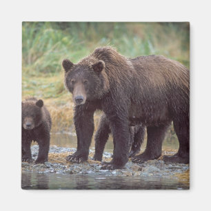 Braunbär, Ursus arctos, Grizzlybär, Ursus 3 Magnet