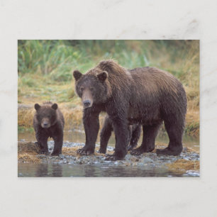Braunbär, Ursus arctos, Grizzlybär, Ursus 3 Postkarte