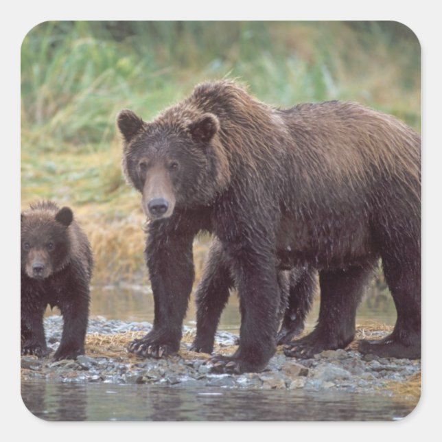 Braunbär, Ursus arctos, Grizzlybär, Ursus 3 Quadratischer Aufkleber (Vorderseite)