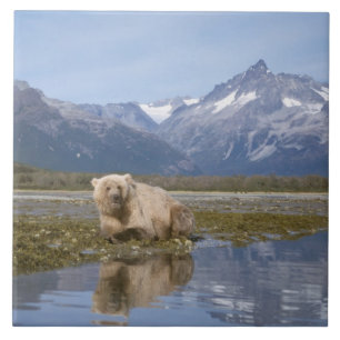 Braunbär, Ursus arctos, Grizzlybär, Ursus 4 Fliese