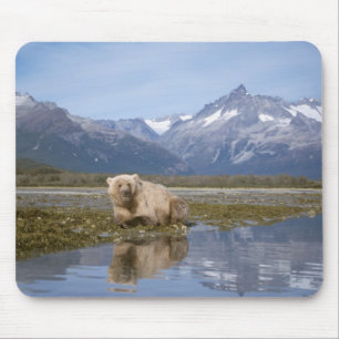 Braunbär, Ursus arctos, Grizzlybär, Ursus 4 Mousepad