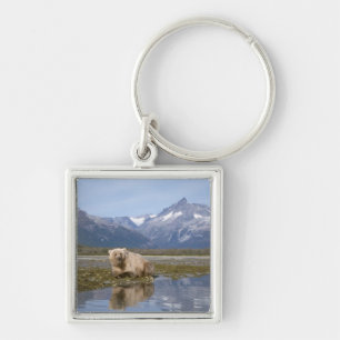 Braunbär, Ursus arctos, Grizzlybär, Ursus 4 Schlüsselanhänger