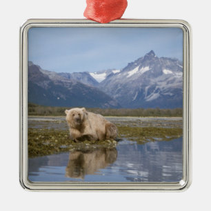 Braunbär, Ursus arctos, Grizzlybär, Ursus 4 Silbernes Ornament
