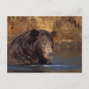 Braunbär, Ursus arctos, Grizzlybär, Ursus 5 Postkarte