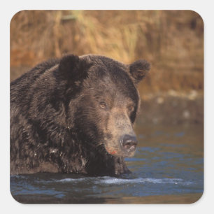 Braunbär, Ursus arctos, Grizzlybär, Ursus 5 Quadratischer Aufkleber