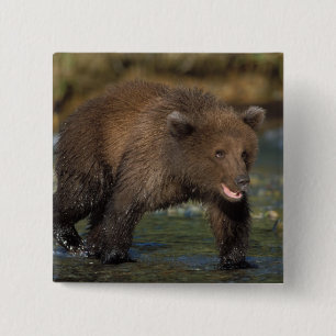 Braunbär, Ursus arctos, Grizzlybär, Ursus 6 Button
