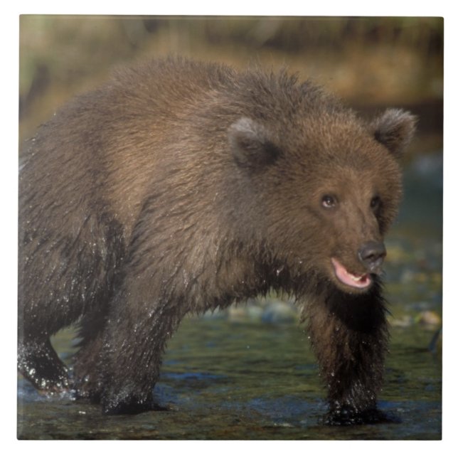 Braunbär, Ursus arctos, Grizzlybär, Ursus 6 Fliese (Vorderseite)
