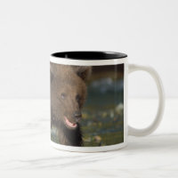 Braunbär, Ursus arctos, Grizzlybär, Ursus 6