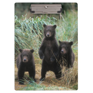 Braunbär, Ursus arctos, Grizzlybär, Ursus 7 2 Klemmbrett