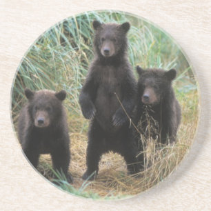 Braunbär, Ursus arctos, Grizzlybär, Ursus 7 2 Sandstein Untersetzer
