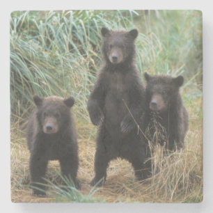 Braunbär, Ursus arctos, Grizzlybär, Ursus 7 2 Steinuntersetzer