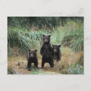 Braunbär, Ursus arctos, Grizzlybär, Ursus 7 Postkarte