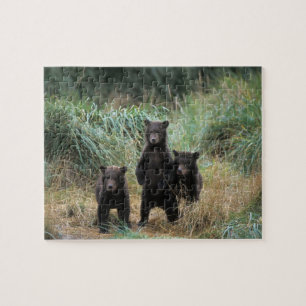 Braunbär, Ursus arctos, Grizzlybär, Ursus 7 Puzzle