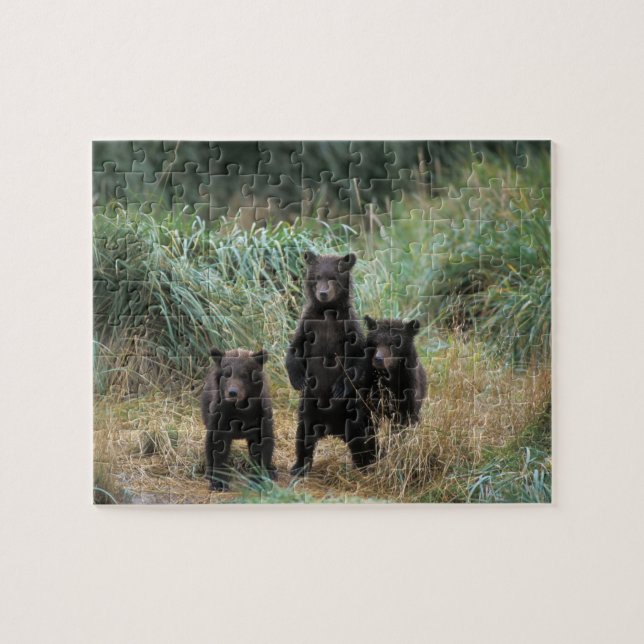 Braunbär, Ursus arctos, Grizzlybär, Ursus 7 Puzzle (Horizontal)