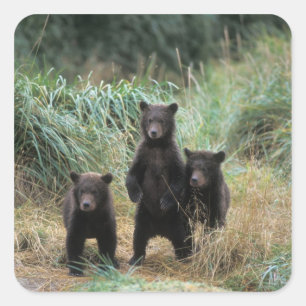 Braunbär, Ursus arctos, Grizzlybär, Ursus 7 Quadratischer Aufkleber
