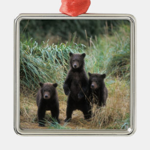 Braunbär, Ursus arctos, Grizzlybär, Ursus 7 Silbernes Ornament