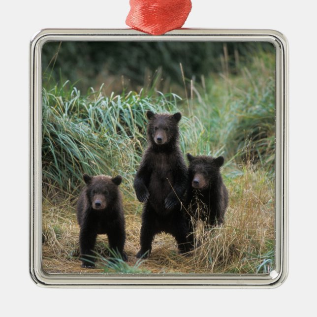 Braunbär, Ursus arctos, Grizzlybär, Ursus 7 Silbernes Ornament (Vorne)