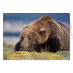 Braunbär, Ursus arctos, Grizzlybär, Ursus 8