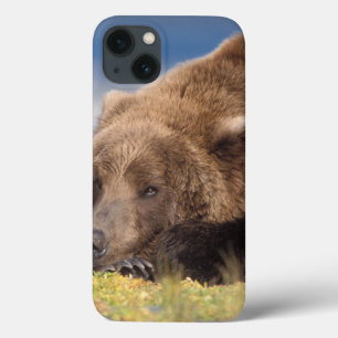 Braunbär, Ursus arctos, Grizzlybär, Ursus 8 Case-Mate iPhone Hülle