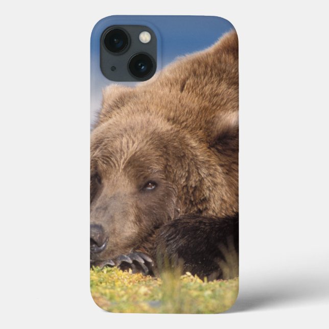 Braunbär, Ursus arctos, Grizzlybär, Ursus 8 Case-Mate iPhone Hülle (Rückseite)