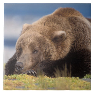 Braunbär, Ursus arctos, Grizzlybär, Ursus 8 Fliese