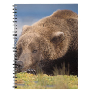 Braunbär, Ursus arctos, Grizzlybär, Ursus 8 Notizblock