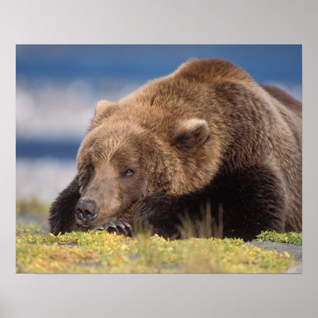 Braunbär, Ursus arctos, Grizzlybär, Ursus 8 Poster (Vorne)