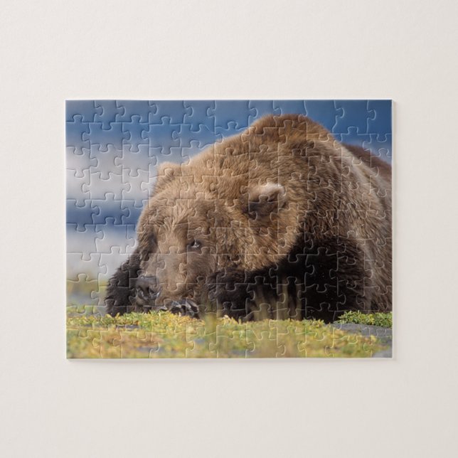 Braunbär, Ursus arctos, Grizzlybär, Ursus 8 Puzzle (Horizontal)