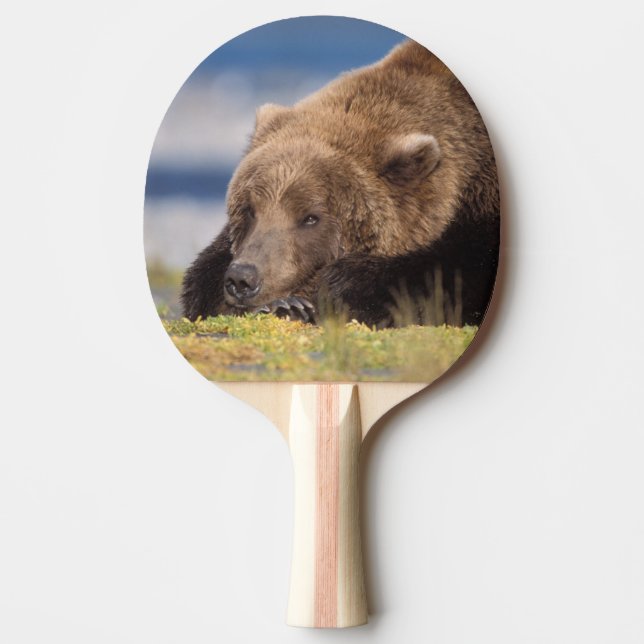 Braunbär, Ursus arctos, Grizzlybär, Ursus 8 Tischtennis Schläger (Vorderseite)