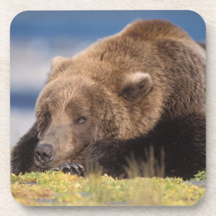 Braunbär, Ursus arctos, Grizzlybär, Ursus 8 Untersetzer
