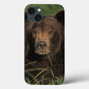 Braunbär, Ursus arctos, Grizzlybär, Ursus 9 Case-Mate iPhone Hülle