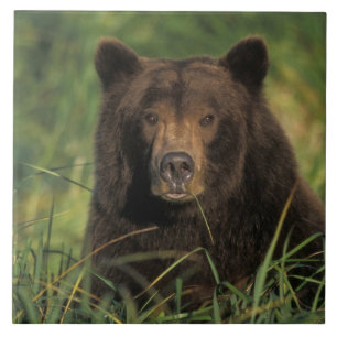 Braunbär, Ursus arctos, Grizzlybär, Ursus 9 Fliese