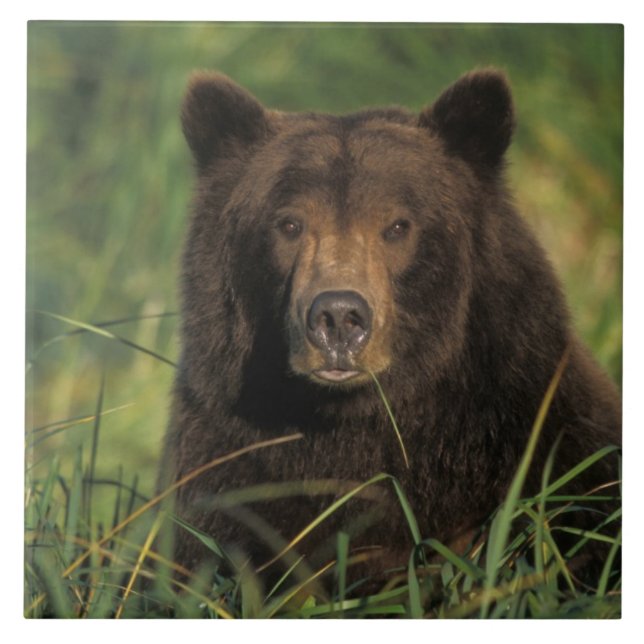 Braunbär, Ursus arctos, Grizzlybär, Ursus 9 Fliese (Vorderseite)
