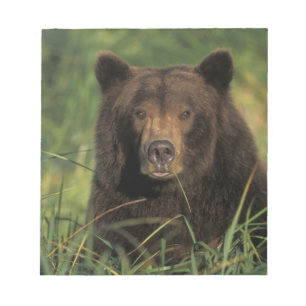 Braunbär, Ursus arctos, Grizzlybär, Ursus 9 Notizblock