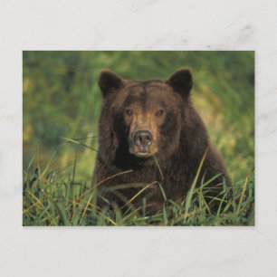 Braunbär, Ursus arctos, Grizzlybär, Ursus 9 Postkarte