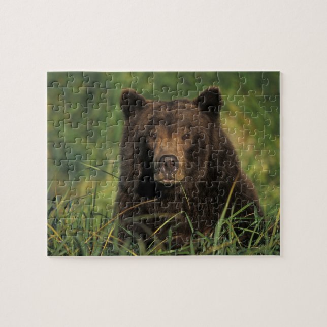 Braunbär, Ursus arctos, Grizzlybär, Ursus 9 Puzzle (Horizontal)
