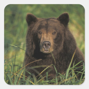 Braunbär, Ursus arctos, Grizzlybär, Ursus 9 Quadratischer Aufkleber