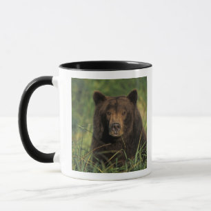 Braunbär, Ursus arctos, Grizzlybär, Ursus 9 Tasse