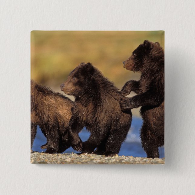 Braunbär, Ursus arctos, Grizzlybär, Ursus Button (Vorderseite)