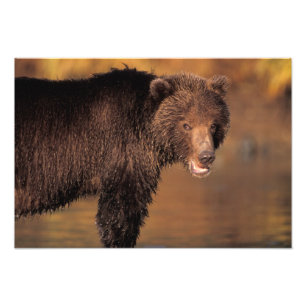 Braunbär, Ursus arctos, Grizzlybär, Ursus Fotodruck