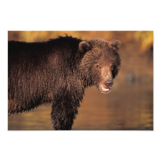 Braunbär, Ursus arctos, Grizzlybär, Ursus Fotodruck (Vorne)